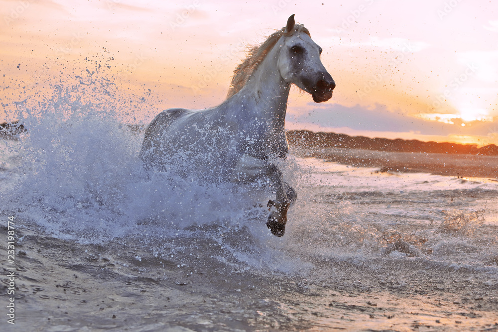 Naklejka premium Prowadzenie koni w wodzie