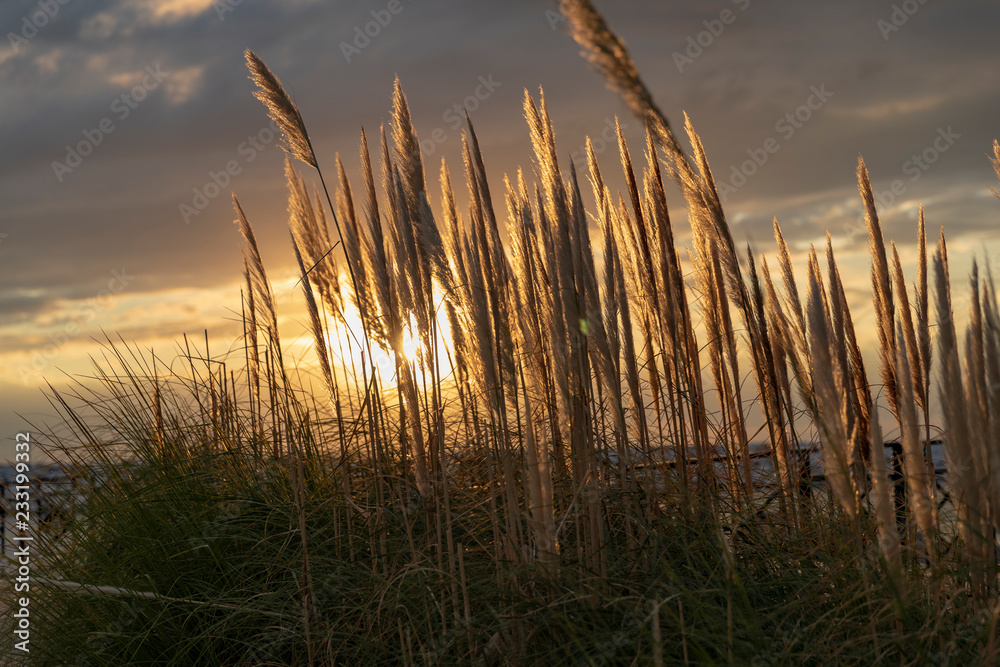 sunset over wheat field sunset over wheat field