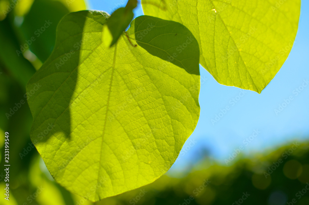 Green foliage of Aristolochia macrophylla or pipevin Green foliage of Aristolochia macrophylla or pipevin