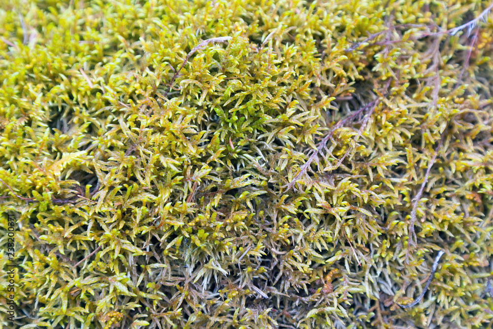 Forest moss on the rocks. Shallow moss plant lies densely on the rocks and the ground in the forest. Forest moss on the rocks. Shallow moss plant lies densely on the rocks and the ground in the forest.