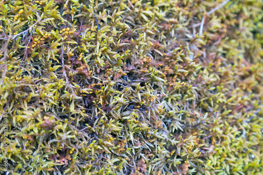 Forest moss on the rocks. Shallow moss plant lies densely on the rocks and the ground in the forest. Forest moss on the rocks. Shallow moss plant lies densely on the rocks and the ground in the forest.
