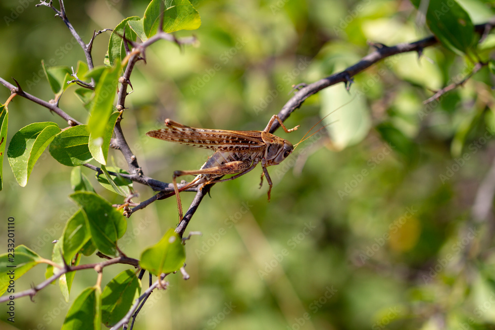 grasshopper on leaf grasshopper on leaf