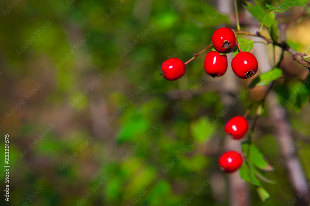 Obraz premium close up hawthorn berries