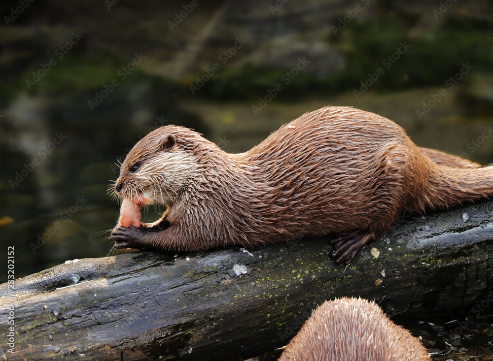 A asian small clawed otter lying on big tree trunk and eating small piece of meal or some small fish on dinner. After that she deserved some relaxing A asian small clawed otter lying on big tree trunk and eating small piece of meal or some small fish on dinner. After that she deserved some relaxing