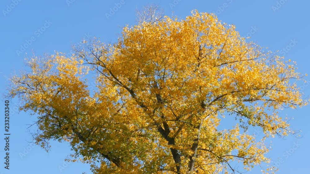 Beautiful tree with generously covered with a yellow autumn foliage Beautiful tree with generously covered with a yellow autumn foliage