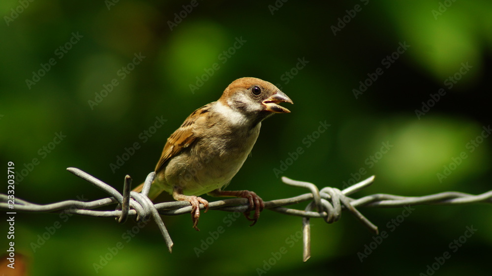Philippine Maya Bird or Eurasian Tree Sparrow or Passer montanus perching on barbed wire Philippine Maya Bird or Eurasian Tree Sparrow or Passer montanus perching on barbed wire
