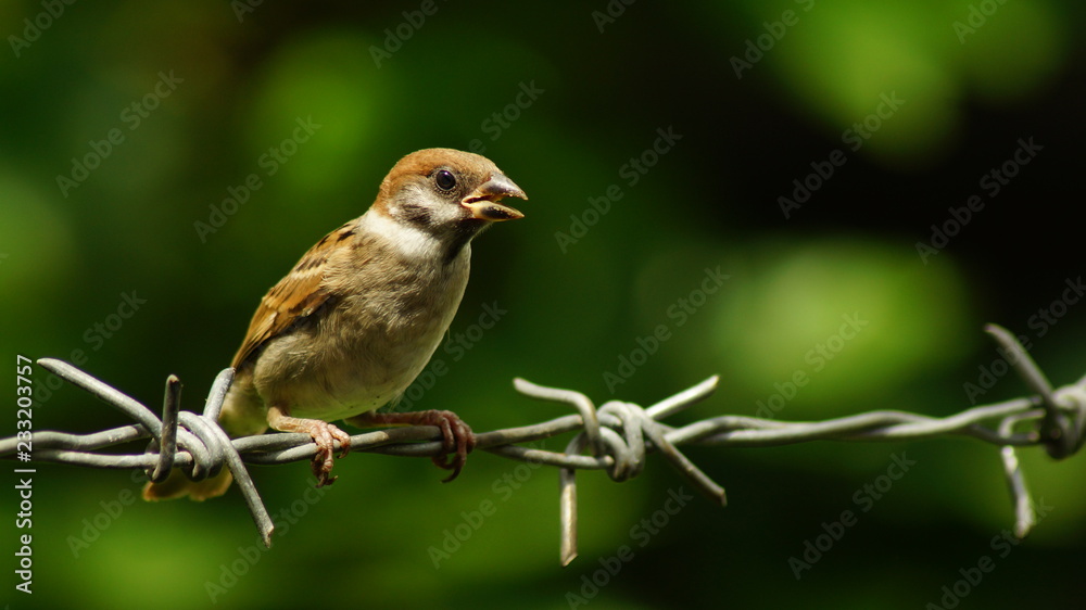 Fototapeta premium Philippine Maya Bird or Eurasian Tree Sparrow or Passer montanus perching on barbed wire