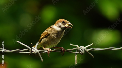 Philippine Maya Bird or Eurasian Tree Sparrow or Passer montanus perching on barbed wire