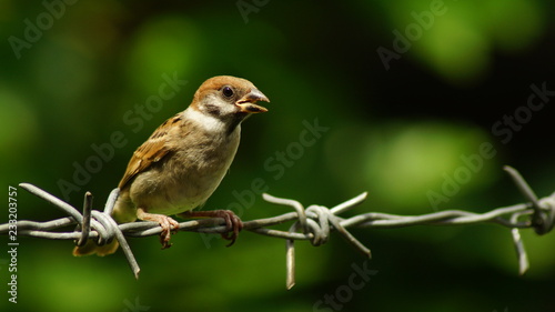 Philippine Maya Bird or Eurasian Tree Sparrow or Passer montanus perching on barbed wire © Renato