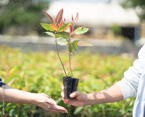 Two hands holding together a sapling eucalyptus tree