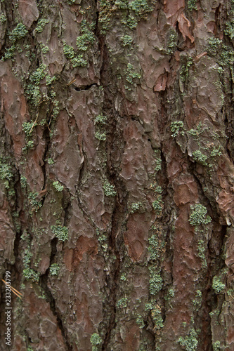 Old pine bark with green moss background texture