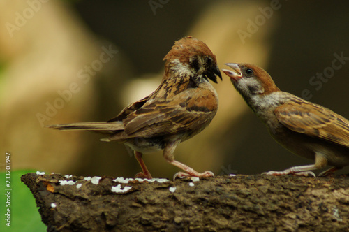 Philippine Maya Bird or Eurasian Tree Sparrow or Passer montanus perching on a tree branch mouth feeding other bird