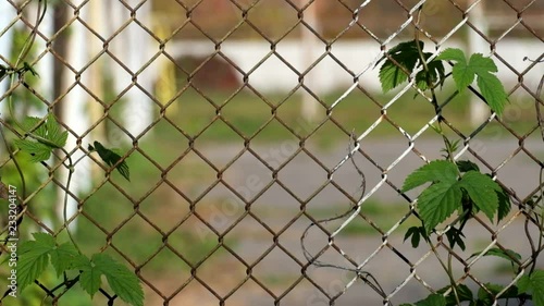 Common hop entwined in old fence made of steel wire mesh