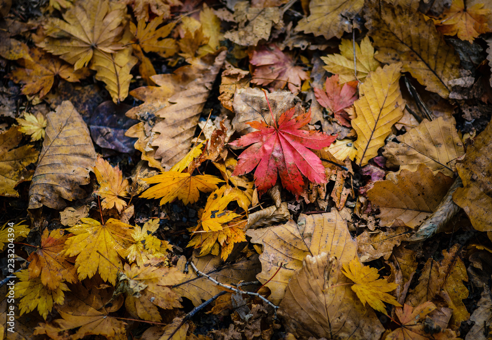 Obraz premium Autumn leaves closeup view - natural background. Shallow depth field.