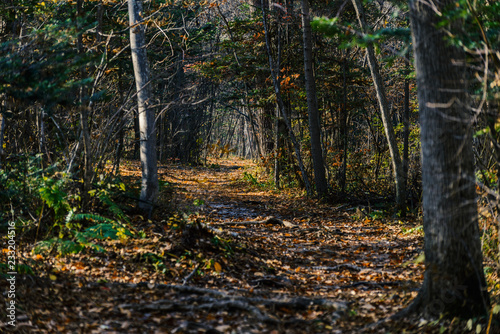 Autumn in forest - mysterious alley. © Vladimir Arndt