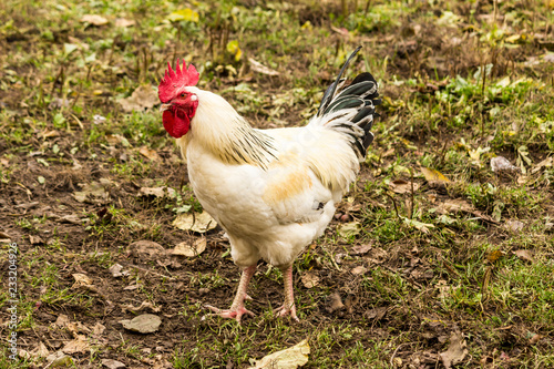 A light Sussex cock . Dual-purpose, eggs and meat.Domestic bird walk on the lawn of the farm.