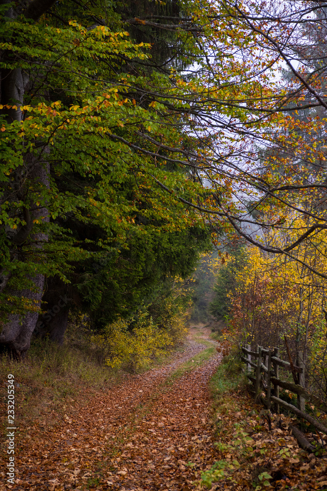 Obraz premium autumnal forest on a foggy morning