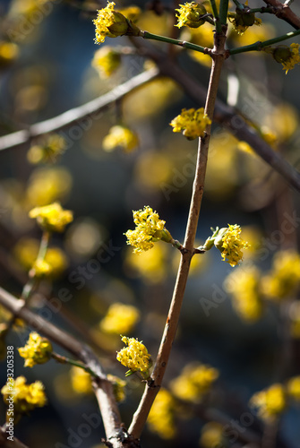 Yellow Tree Flowers