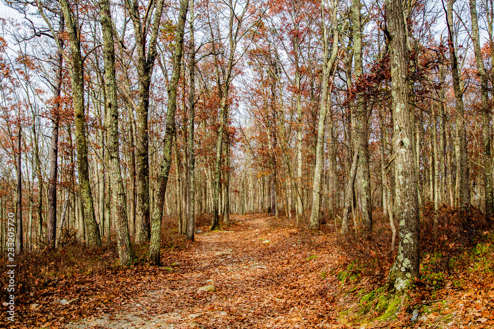 Obraz premium Bushkill Falls