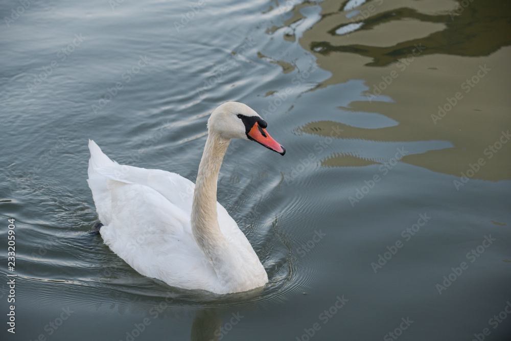 Obraz premium Beautiful white swan