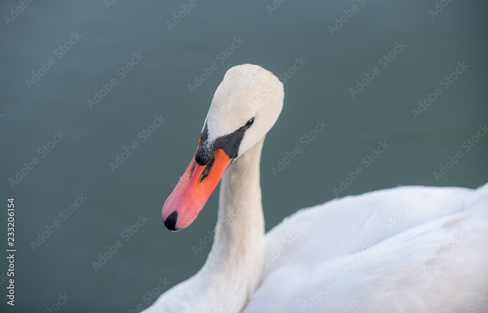 Fototapeta premium Beautiful white swan