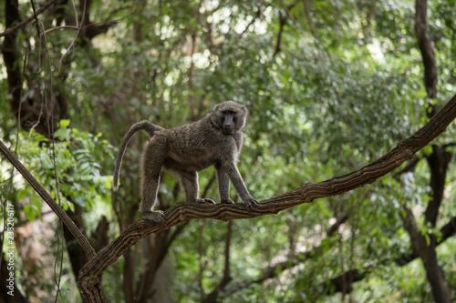 Baboon climbing on a branch in Nechisar national park in Ethiopia.