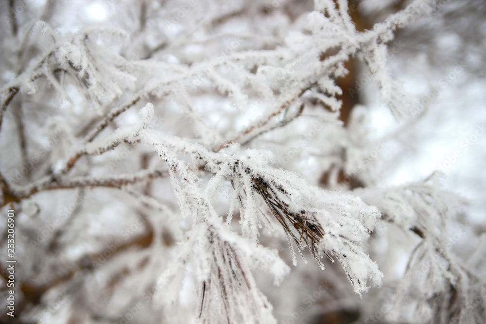 Winter texture of snow-covered branches on a blurred background Winter texture of snow-covered branches on a blurred background