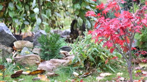 Foliage of Japanese maple tree Atropurpureum sways in the wind (Acer palmatum)