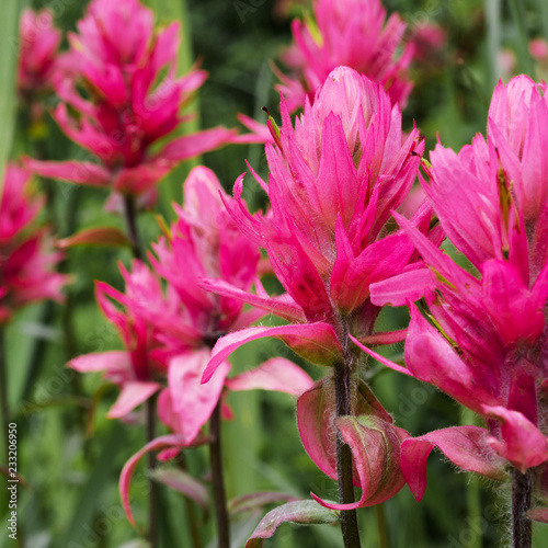 Macro photo of Indian Paintbrush flowers in a natural setting