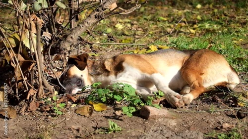 Ginger dog dozing on dry land under the last warm rays of the autumn sun
