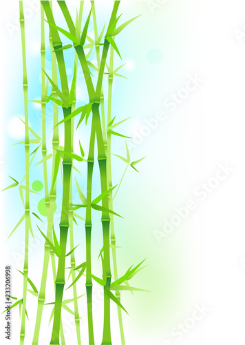 Bamboo green asian trees on white background