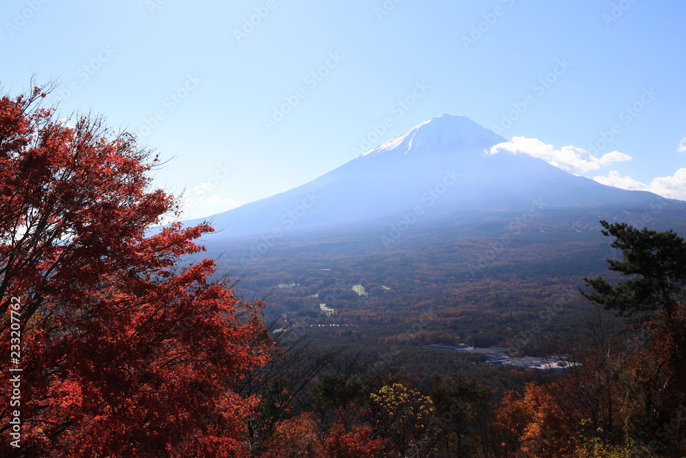 Fototapeta premium 朝陽を浴びた紅葉と富士山