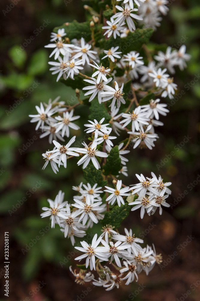 Twiggy Daisy bush flowers (Olearia ramulosa) found in Wilsons Promontorty national park, Victoria, Australia Twiggy Daisy bush flowers (Olearia ramulosa) found in Wilsons Promontorty national park, Victoria, Australia