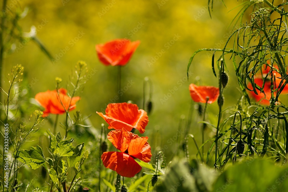 Fototapeta premium red poppies in a field