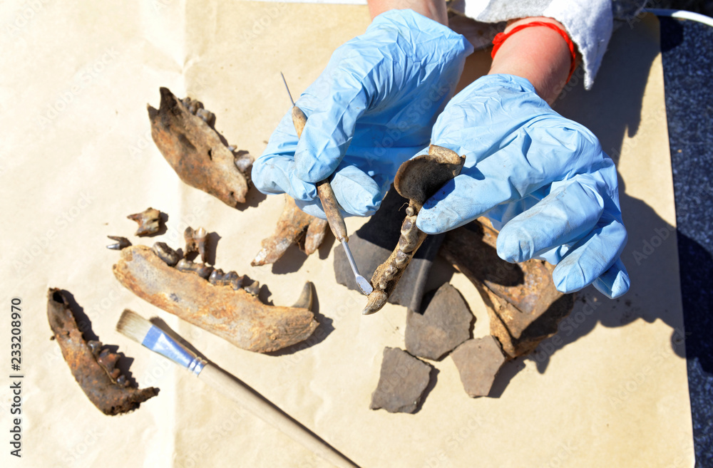 The archaeologist carefully cleans with a scraper a find - part of the bear's jaw