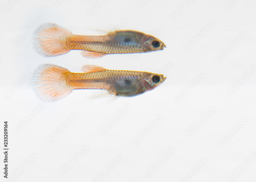 Fototapeta premium Aquarium fish Guppy