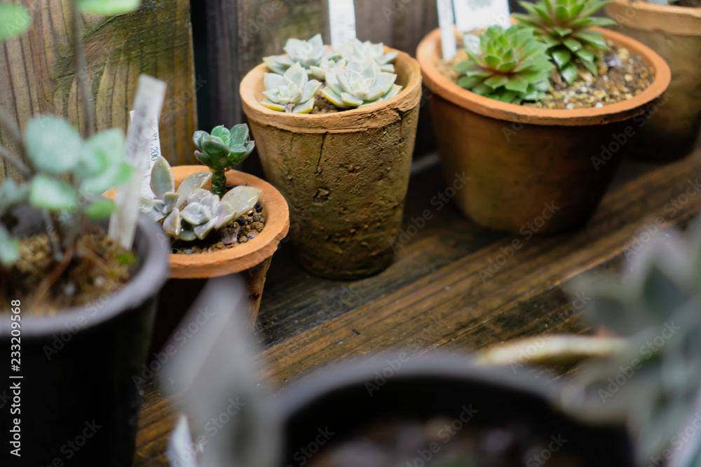 Plant pots in rainy day at night