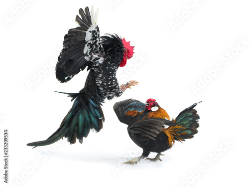 cockfight isolated on white