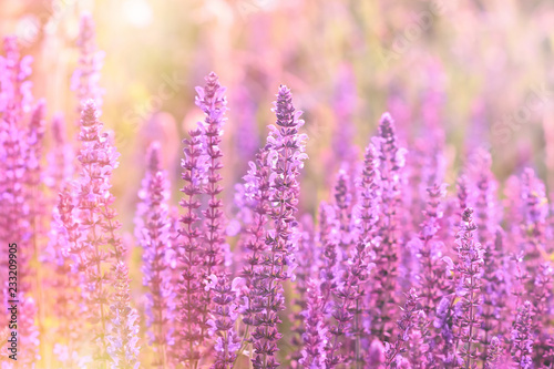 Beautiful nature in spring, flowering purple flower in meadow