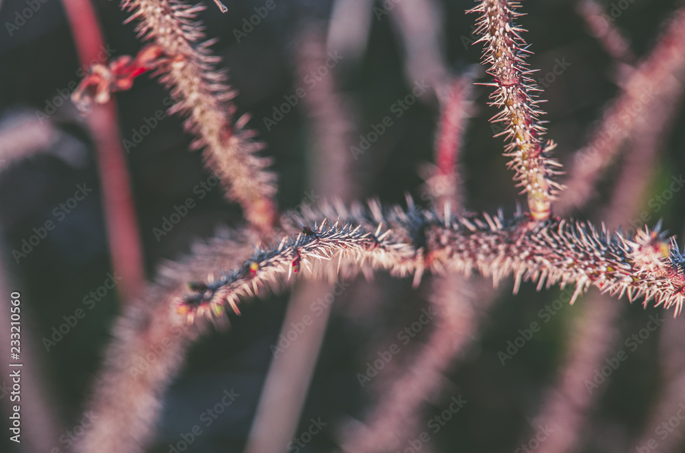 The trunk of the prickly plant with spikes close-up The trunk of the prickly plant with spikes close-up
