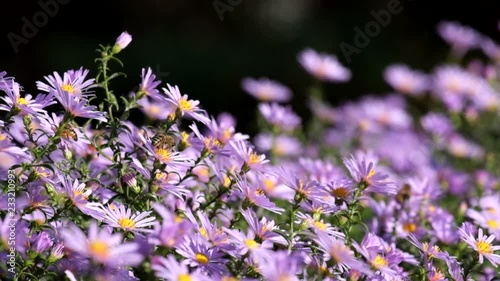 Purple New York aster. Daisy-like flowers with golden centers (Symphyotrichum novi-belgii)