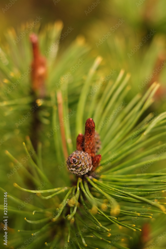 Obraz premium macro, branch of a Christmas tree after a rain, green needles and little bumps, nature, background