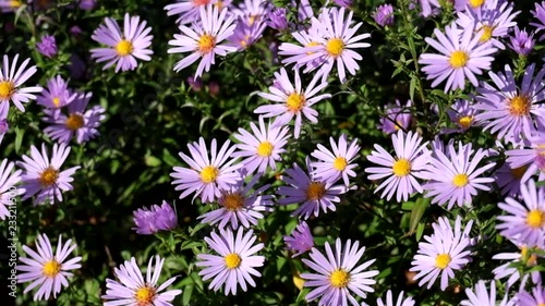 Purple New York aster. Daisy-like flowers with golden centers (Symphyotrichum novi-belgii)