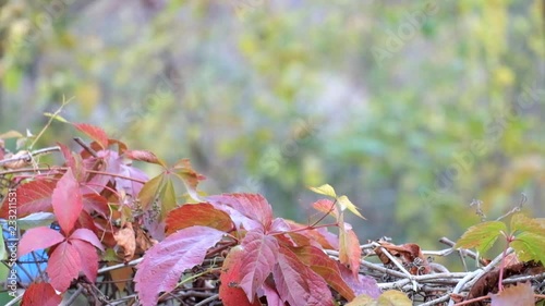 Red autumn grape leaves sway in the wind on a blurred background of a cloudy day