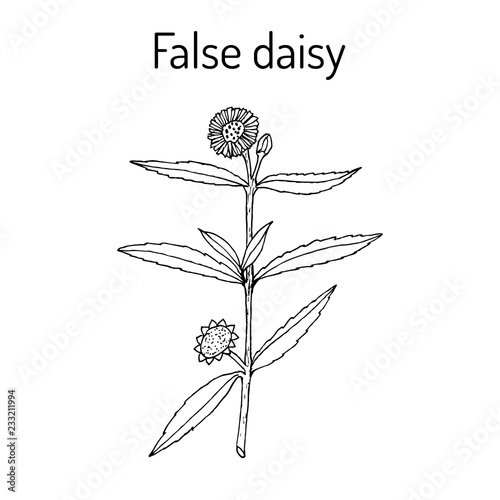 False daisy medicinal plant