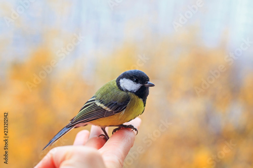 beautiful little bird tit is sitting on a person’s fingers and is about to fly to the blue spring sky on a sunny, clear day in the garden