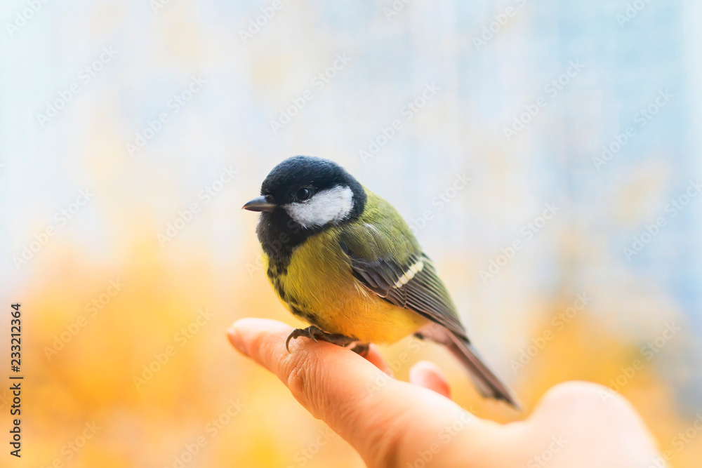 Fototapeta premium słodki przestraszony ptaszek siedzi na dłoni i odleci na wiosenne niebo w słoneczny, pogodny dzień