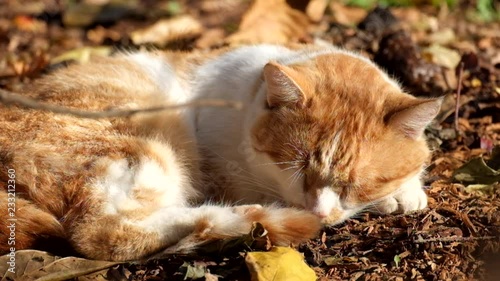 Red cat dozing on dry land under the last warm rays of the autumn sun
