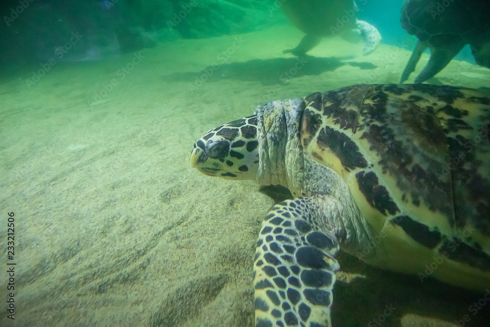 sea turtle swim underwater