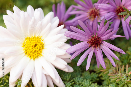 Bouquet of white and purple flowers macro close up